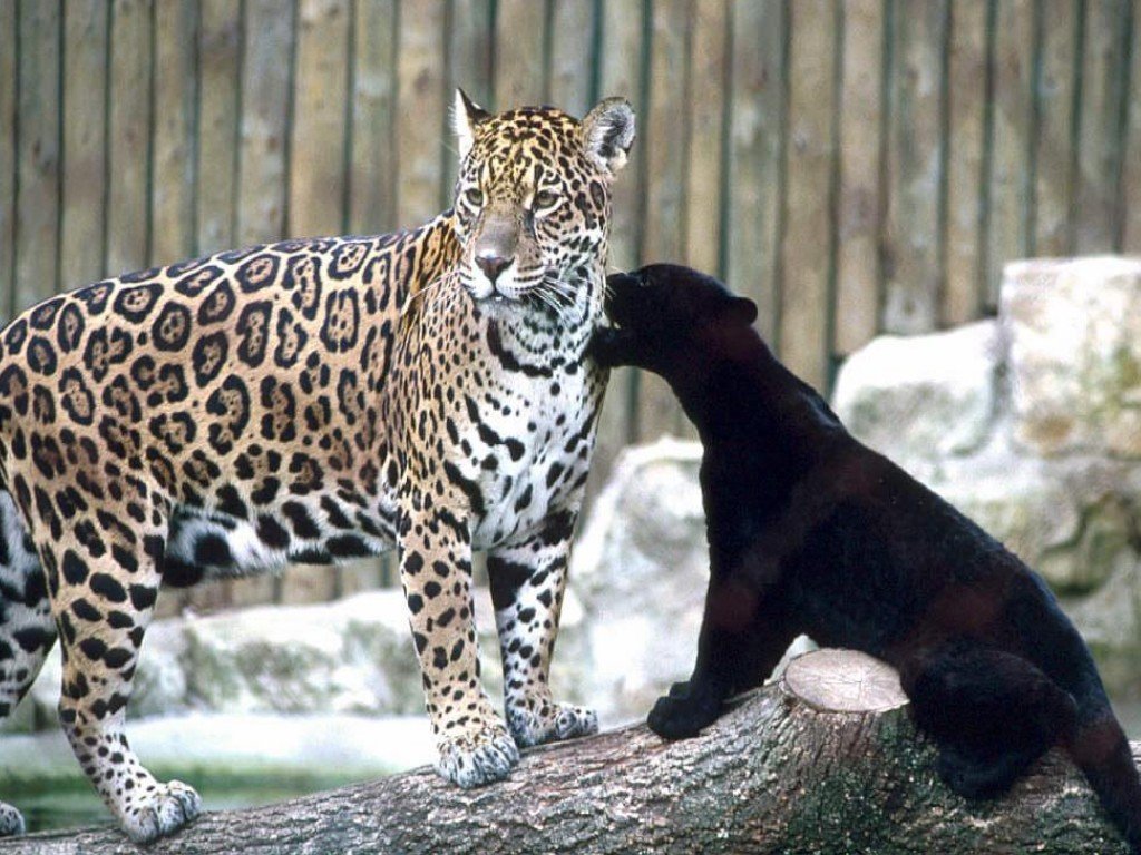 Leopards - 021